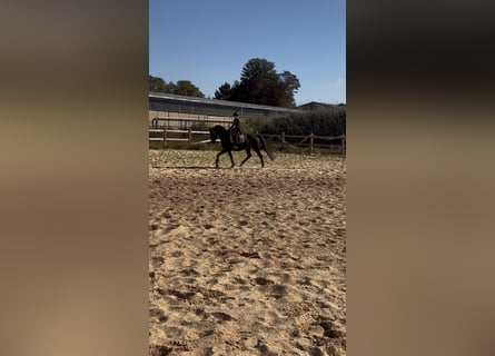 Other Thoroughbred Breeds, Gelding, 7 years, 16,1 hh, Smoky-Black