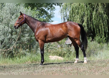 Other Thoroughbred Breeds, Gelding, 7 years, 16,2 hh, Bay
