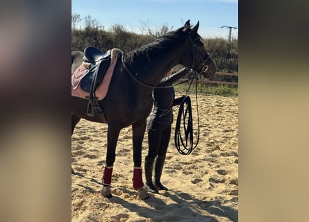 Other Thoroughbred Breeds, Gelding, 8 years, 16.1 hh, Smoky-Black