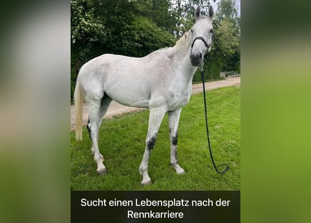 Other Thoroughbred Breeds, Gelding, 9 years, 17 hh, Gray