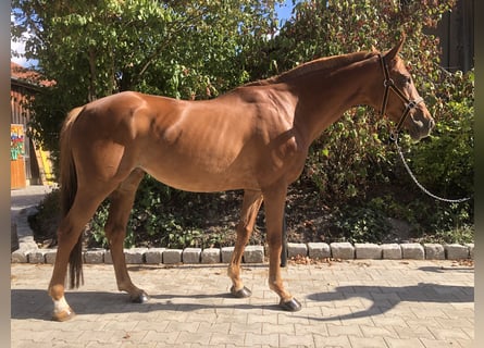 Other Thoroughbred Breeds, Mare, 17 years, 16.1 hh, Chestnut-Red