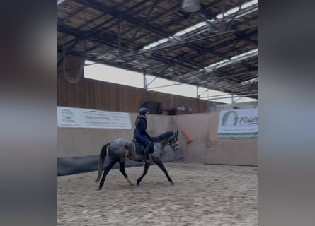 Other Thoroughbred Breeds, Mare, 4 years, 15,2 hh, Grey-Blue-Tan