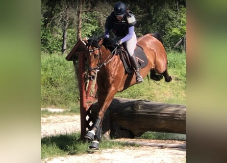 Other Thoroughbred Breeds, Mare, 5 years, 16.2 hh, Brown