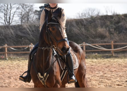 Other Thoroughbred Breeds, Mare, 6 years, 15,3 hh