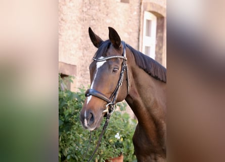 Weitere Vollblüter, Stute, 8 Jahre, 16 hh, Brauner