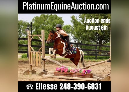 Other Warmbloods, Gelding, 10 years, 13 hh, Tobiano-all-colors