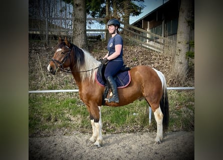 Other Warmbloods, Gelding, 10 years, 15 hh, Pinto