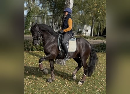 Other Warmbloods, Gelding, 10 years, 16 hh, Black