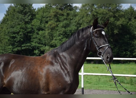 Other Warmbloods, Gelding, 10 years, 16,1 hh, Black