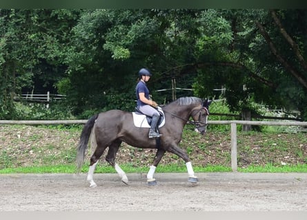 Other Warmbloods, Gelding, 10 years, 16,1 hh, Chestnut-Red