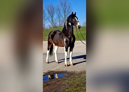 Other Warmbloods, Gelding, 10 years, 16,1 hh, Pinto