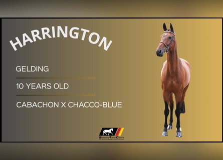 Other Warmbloods, Gelding, 10 years, Brown