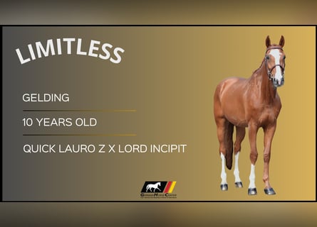 Other Warmbloods, Gelding, 10 years, Chestnut-Red
