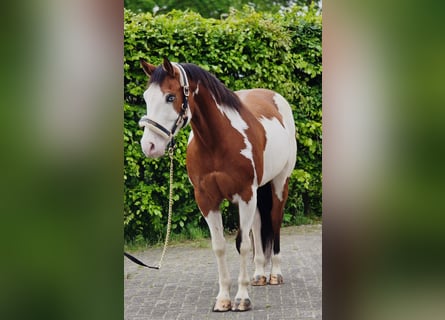 Other Warmbloods, Gelding, 11 years, 15.2 hh, Overo-all-colors