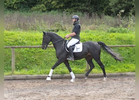 Weitere Warmblüter, Wallach, 11 Jahre, 16,1 hh, Schwarzbrauner