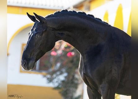 Other Warmbloods, Gelding, 11 years, 16,1 hh, Black