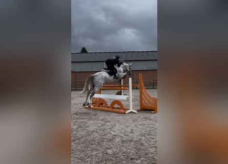 Other Warmbloods, Gelding, 11 years, 16,3 hh, Grey