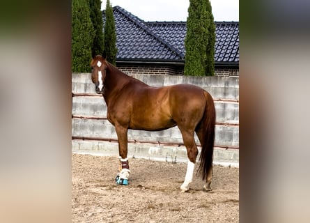 Other Warmbloods, Gelding, 11 years, 17.1 hh, Chestnut-Red