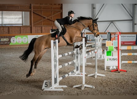 Other Warmbloods, Gelding, 11 years, 17,2 hh, Brown