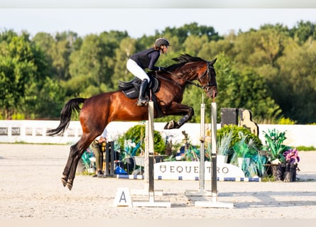 Other Warmbloods, Gelding, 11 years, 18 hh, Bay-Dark