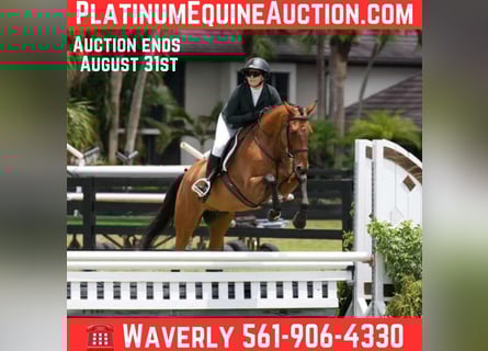 Other Warmbloods, Gelding, 11 years, Bay