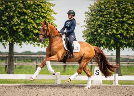 Other Warmbloods, Gelding, 12 years, 16 hh, Chestnut