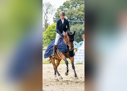 Other Warmbloods, Gelding, 13 years, 16,1 hh, Brown