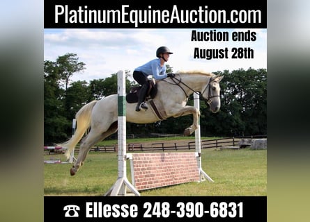 Other Warmbloods, Gelding, 14 years, 16,2 hh, Gray