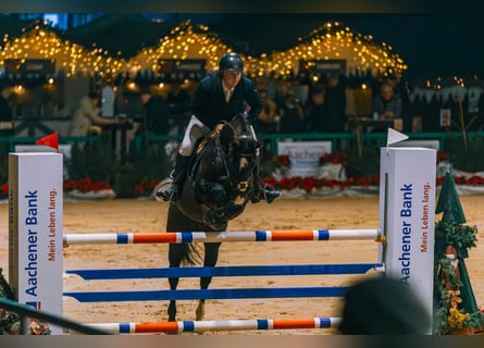 Other Warmbloods, Gelding, 14 years, 16,1 hh, Black