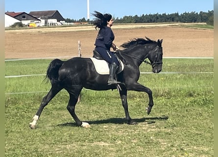 Other Warmbloods, Gelding, 16 years, 16,1 hh, Black