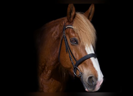 Other Warmbloods Mix, Gelding, 17 years, 16,1 hh, Chestnut