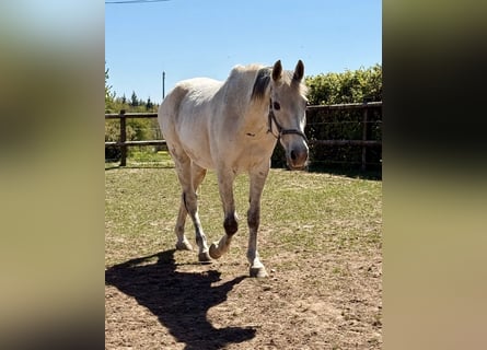 Other Warmbloods, Gelding, 18 years, 16 hh, Grey