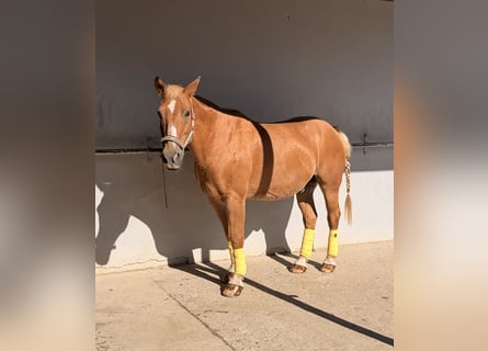 Other Warmbloods, Gelding, 23 years, 15.1 hh, Brown-Light