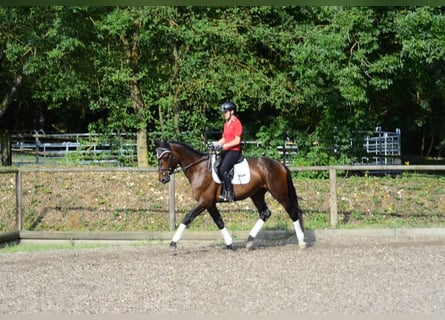 Other Warmbloods, Gelding, 3 years, 16.1 hh, Brown