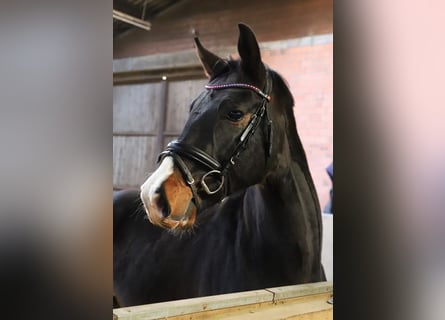 Other Warmbloods, Gelding, 3 years, 16 hh, Black