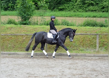 Other Warmbloods, Gelding, 3 years, 16 hh, Gray-Dark-Tan