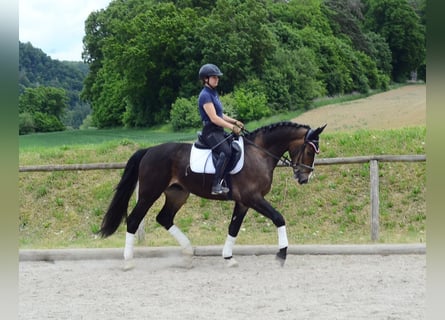 Other Warmbloods, Gelding, 3 years, 16,1 hh, Brown