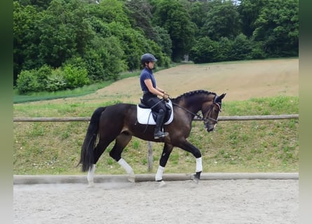 Other Warmbloods, Gelding, 3 years, 16,1 hh, Brown