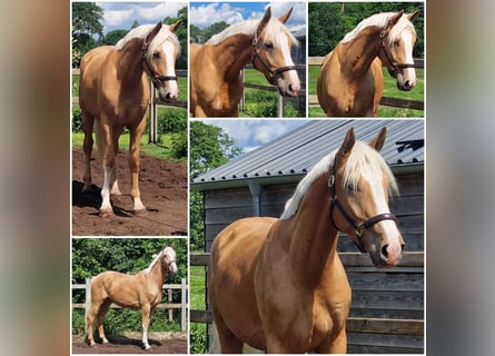 Other Warmbloods, Gelding, 3 years, Palomino