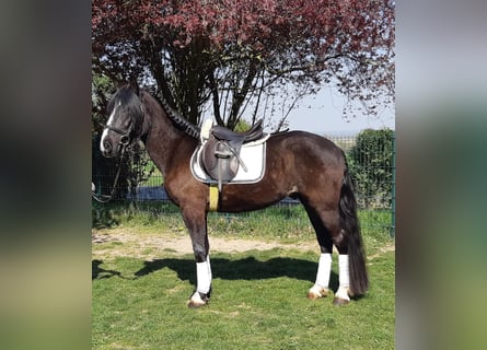 Other Warmbloods, Gelding, 4 years, 15.1 hh, Black