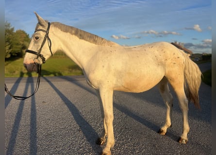 Other Warmbloods, Gelding, 4 years, 15,1 hh, Grey-Red-Tan