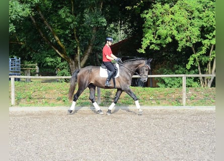 Other Warmbloods, Gelding, 4 years, 16.1 hh, Grey