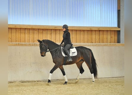 Other Warmbloods, Gelding, 4 years, 16.2 hh, Smoky-Black