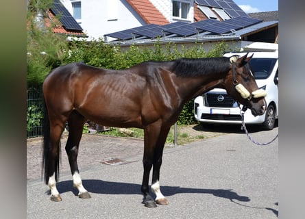 Other Warmbloods, Gelding, 4 years, 16 hh, Brown
