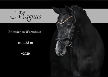 Other Warmbloods, Gelding, 4 years, 16 hh, Gray-Dark-Tan