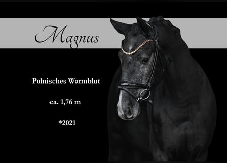 Other Warmbloods, Gelding, 4 years, 16 hh, Gray-Dark-Tan