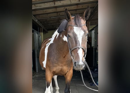Other Warmbloods, Gelding, 4 years, 16 hh, Pinto