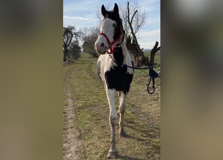 Other Warmbloods, Gelding, 4 years, 16 hh, Pinto