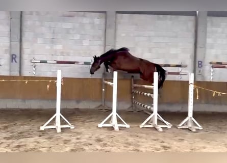 Weitere Warmblüter, Wallach, 4 Jahre, Rotbrauner