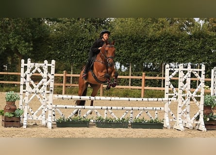 Other Warmbloods, Gelding, 5 years, 14.1 hh, Brown